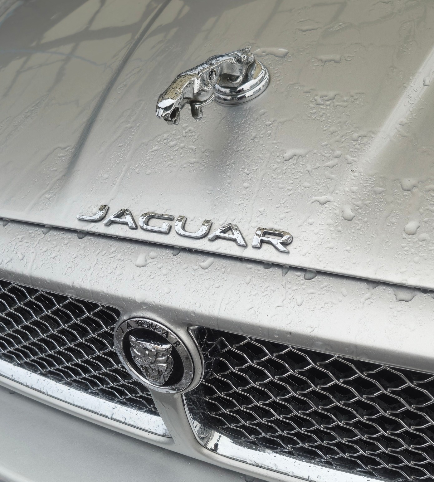 Jaguar w StudioCuda — proces przygotowania